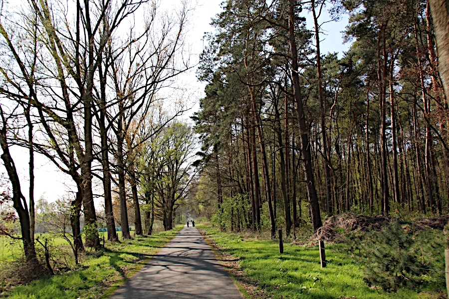 Der Weg hinter Mardorf führt vorbei an einen kleinen Wald